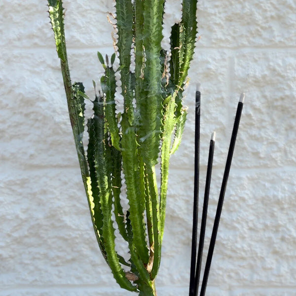 Outdoor Incense | Black Santal