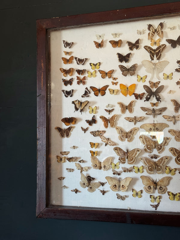 American Butterfly Collection, Framed