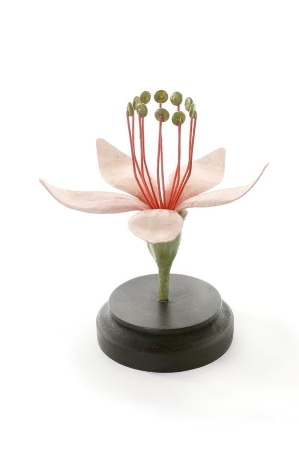 6" Botanical Model