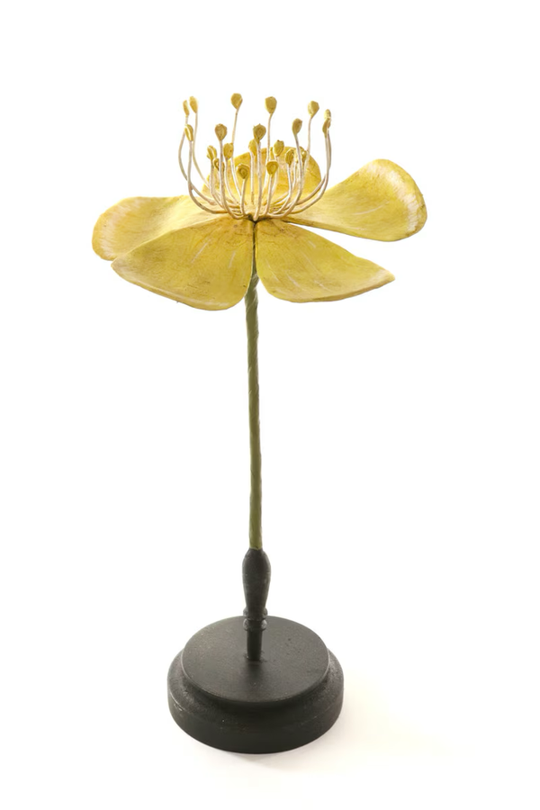 12" Botanical Model