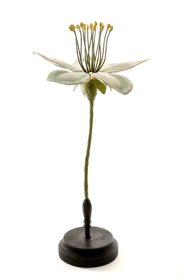13" Botanical Model