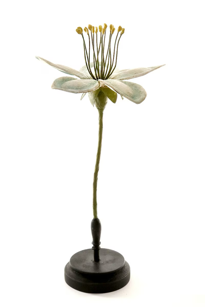 13" Botanical Model
